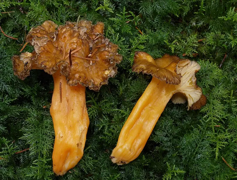Camagrocs: embuts petits de peu groc taronja, gairebé llisos per sota