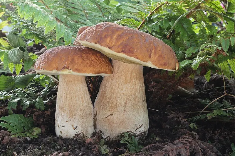 Dos ceps amb el peu gruixut i la retícula blanca