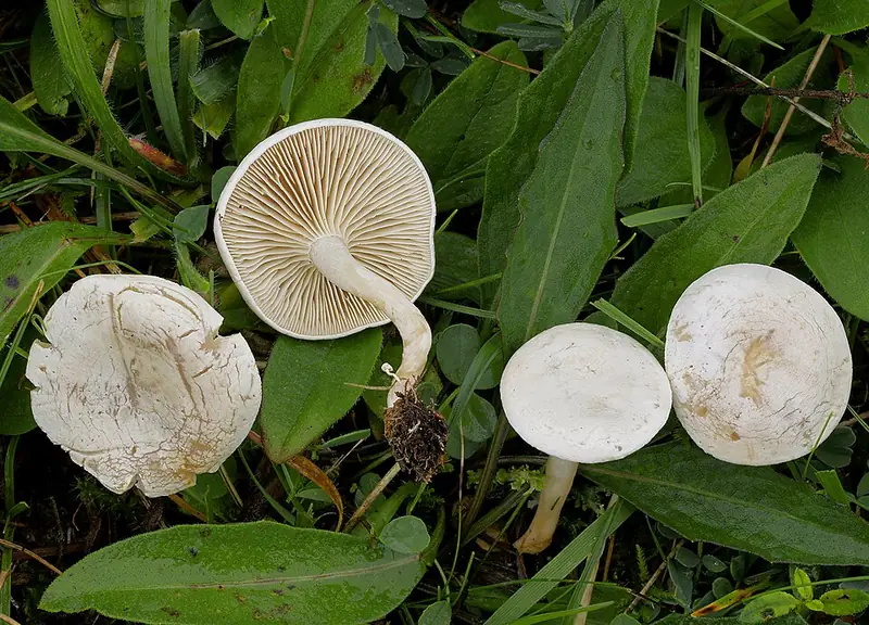 Clitocybe rivulosa: bolets blancs de prat amb làmines atapeïdes que baixen pel peu