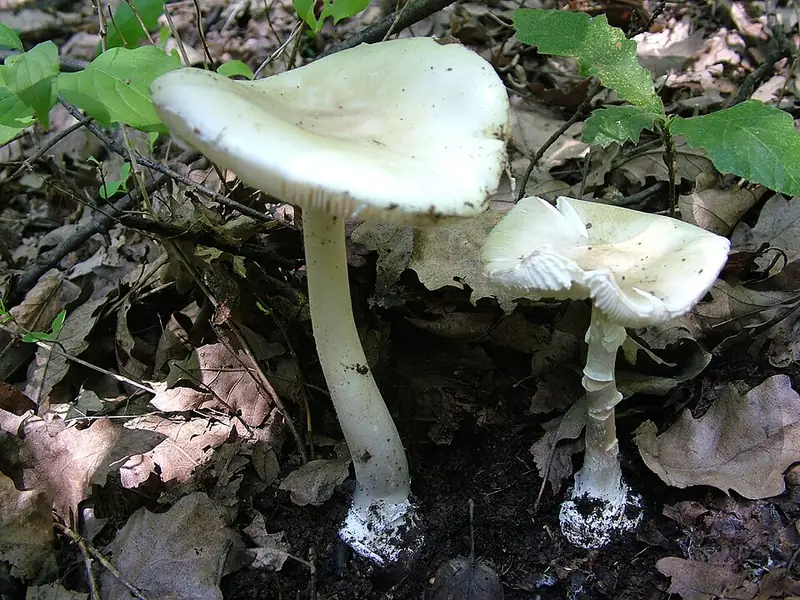 Cogomassa: bolet blanc del tot amb anell i volva a la base