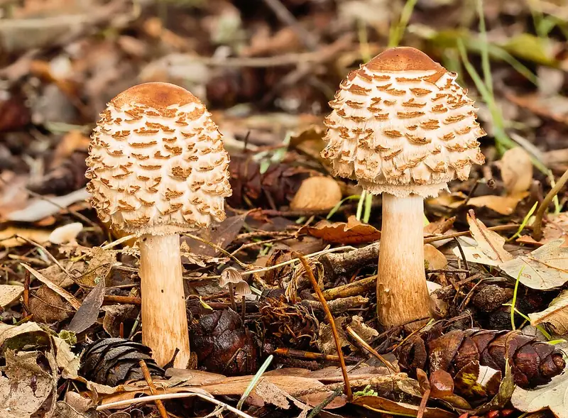 Cogomella esparracada: barret d'escates grosses i peu llis, sense pell de serp