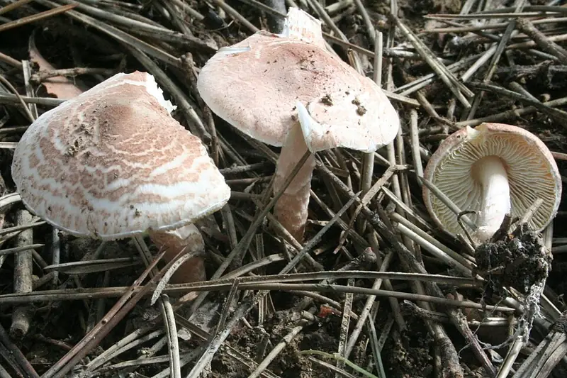 Cogomina bru vermellosa: bolets petits amb escates bru rosades i peu llis