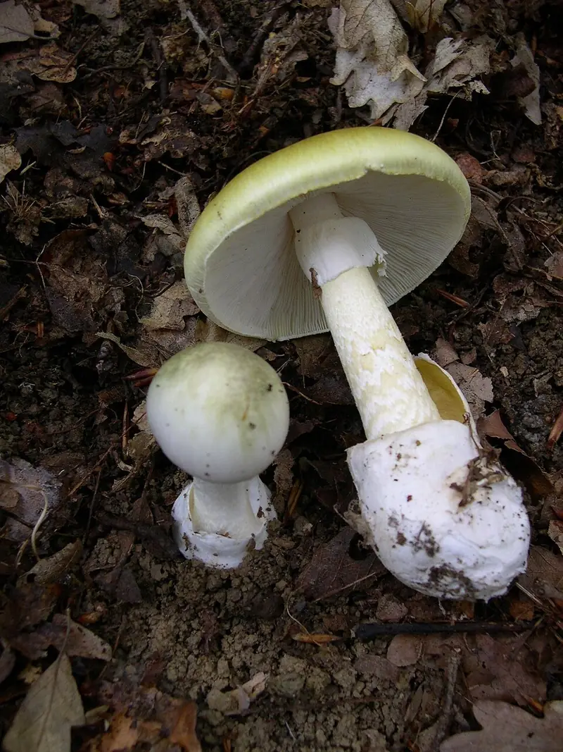 Farinera borda: barret verd olivaci, làmines blanques, anell i volva en sac