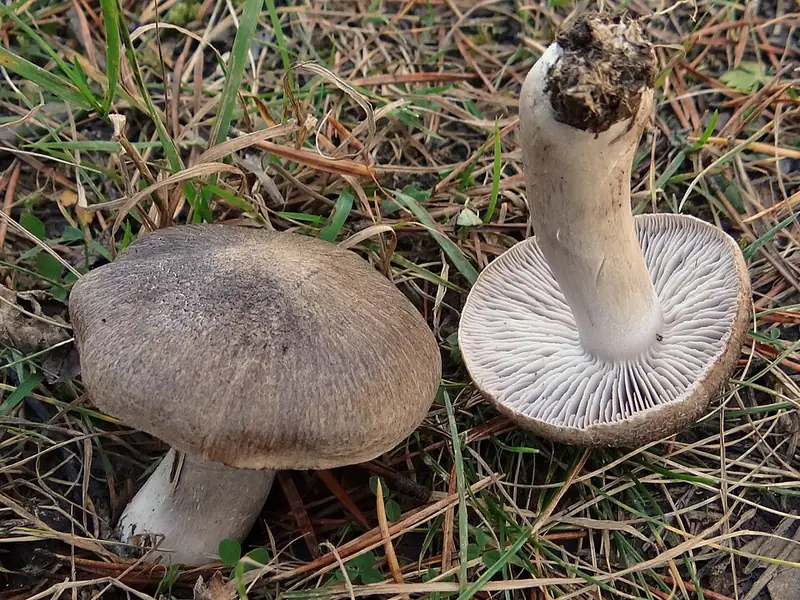 Fredolic: barret gris feltrat i làmines blanques