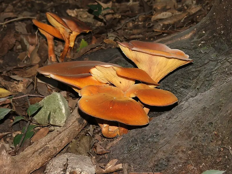 Gírgola d'olivera: mata de bolets taronja amb làmines fines sobre fusta
