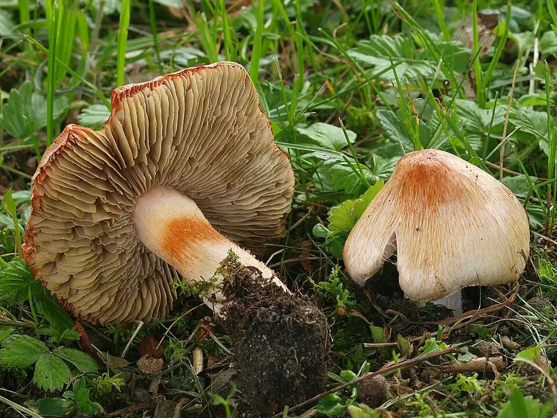 Inocybe erubescens: barret fibrós esquerdat amb taques vermelloses i làmines brunes