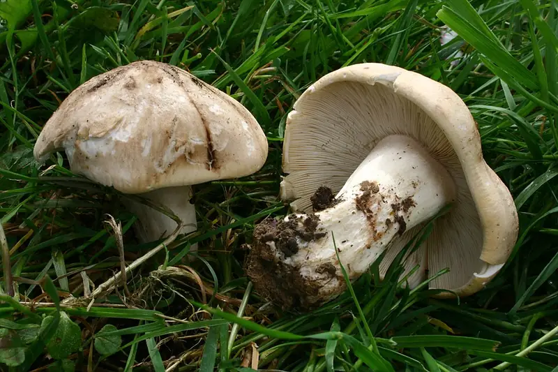 Moixernons: barret crema, carnós, i làmines blanques atapeïdes