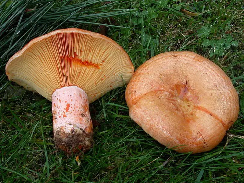 Rovellons amb les làmines tacades de làtex taronja