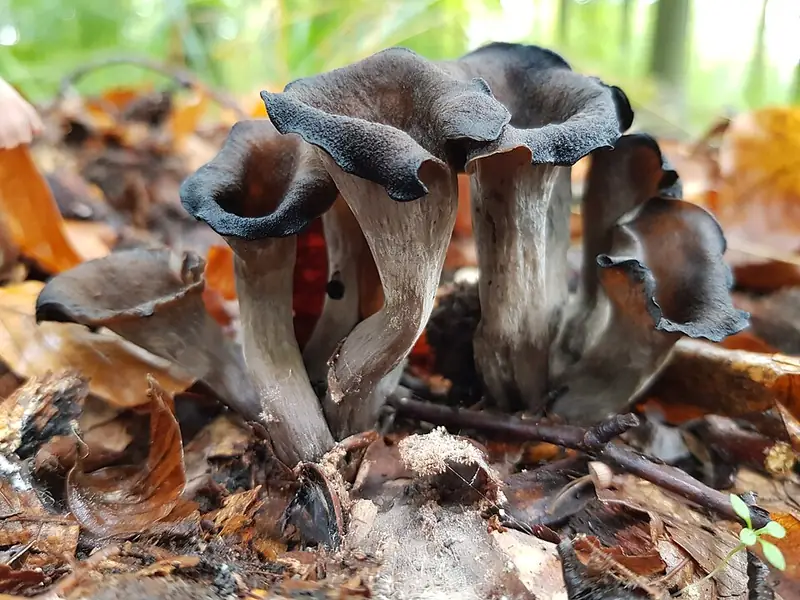 Trompetes de la mort: embuts negres i buits entre la fullaraca